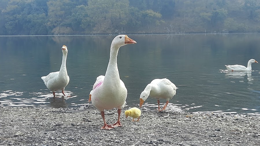 Sattal Lake - Photo 5