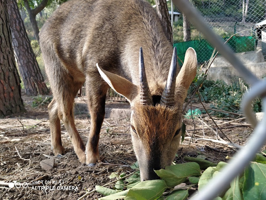 Rewalsar Zoo - Photo 2