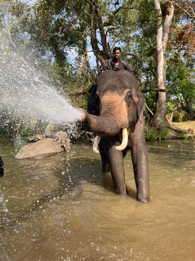 Dubare Elephant Camp - Photo 2