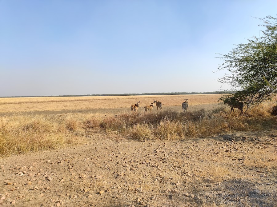 Velavadar Blackbuck National Park - Photo 3