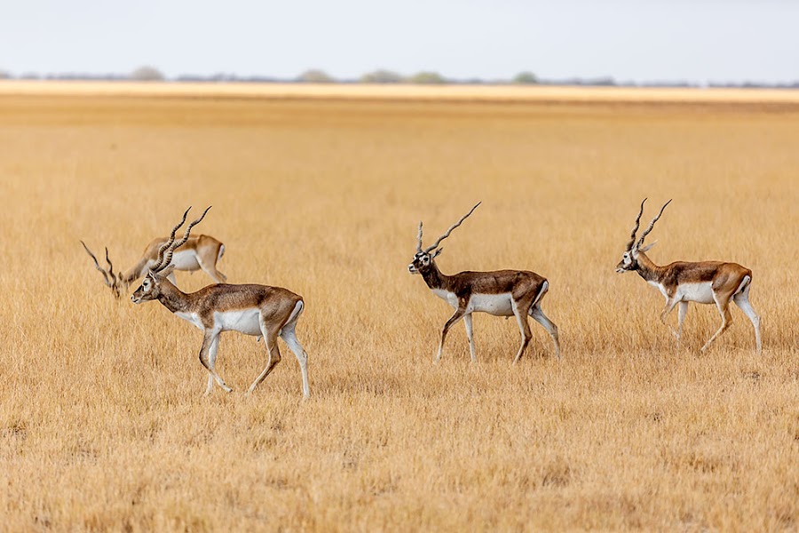 Velavadar Blackbuck National Park