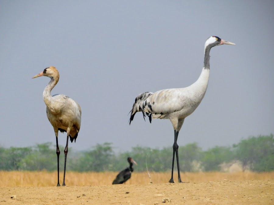 Velavadar Blackbuck National Park - Photo 2
