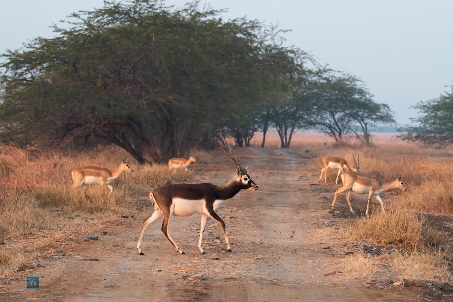 Velavadar Blackbuck National Park - Photo 4