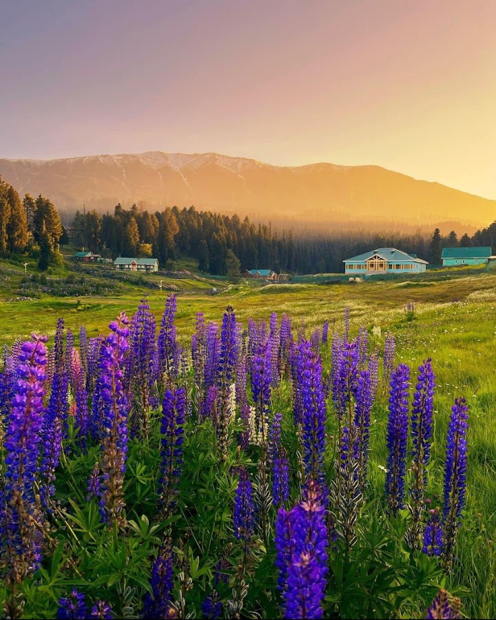 Gulmarg Golf Course - Photo 3