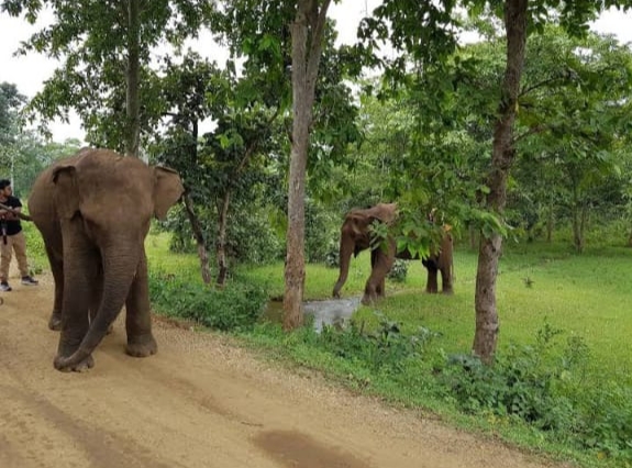 Dalma Wildlife Sanctuary - Photo 4
