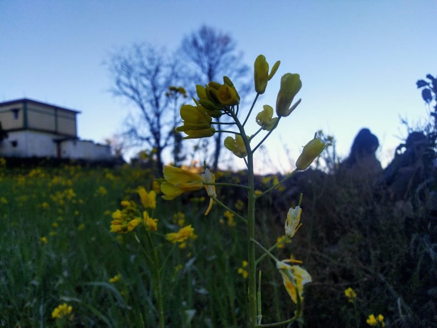 Pauri - Photo 7