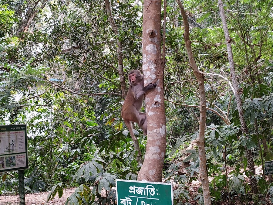Lawachara National Park - Photo 8
