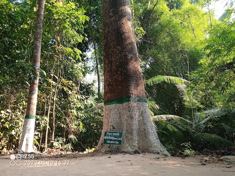 Lawachara National Park - Photo 5