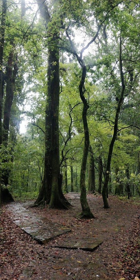 Sacred Forest of Mawphlang - Photo 3