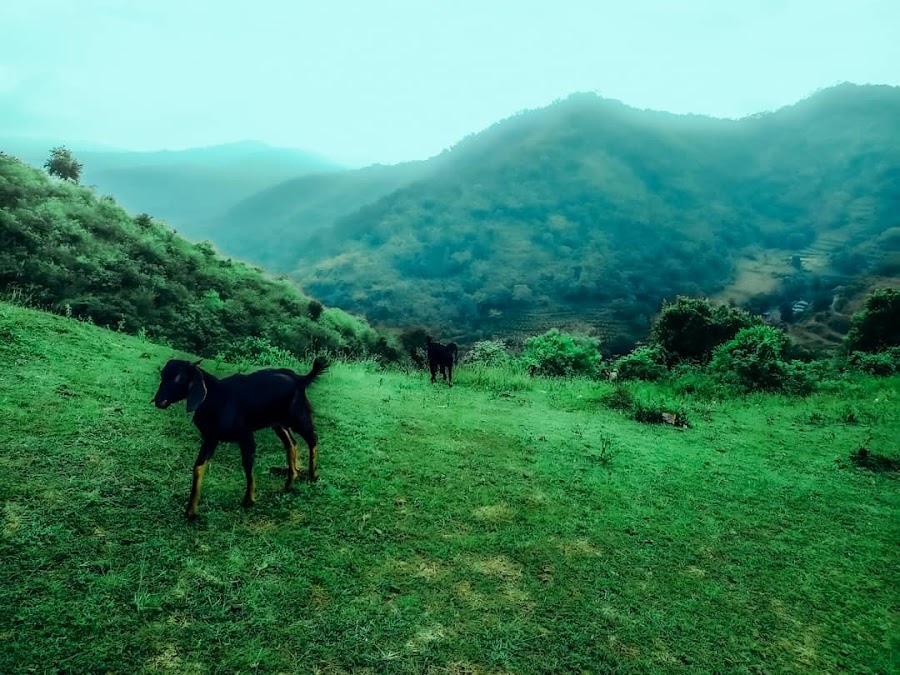 Attappadi - Photo 2