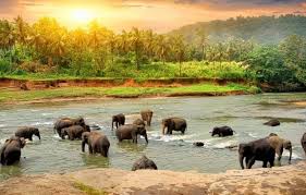 Thekkady - Photo 4